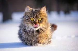 cat image snow