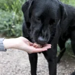 FEEDING DOG