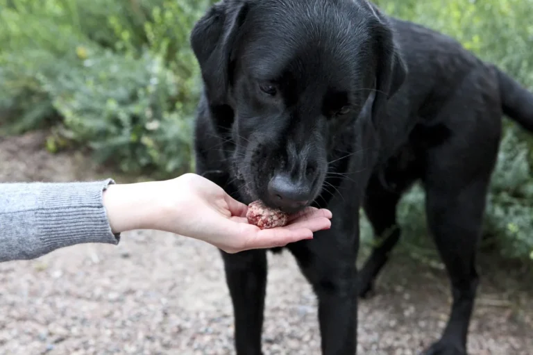 FEEDING DOG