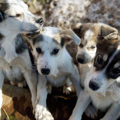 MUSH Husky Puppies