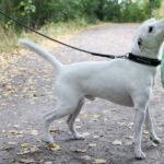 THE EFFECT ON DOG FAECES 3 DOG VAISTO LIGHT GREEN