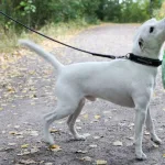 DOG VAISTO LIGHT GREEN