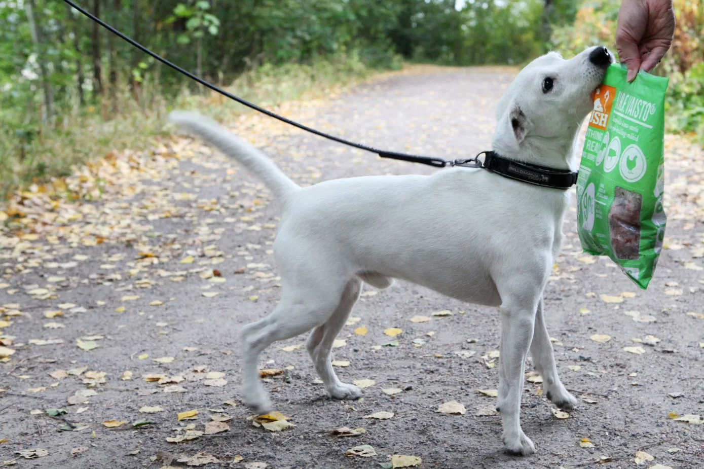 DOG VAISTO LIGHT GREEN